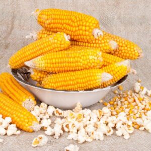 Popcorn maize