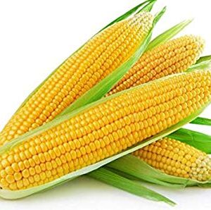 Yellow Maize